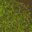 terrain_swampshore1_1.gif
